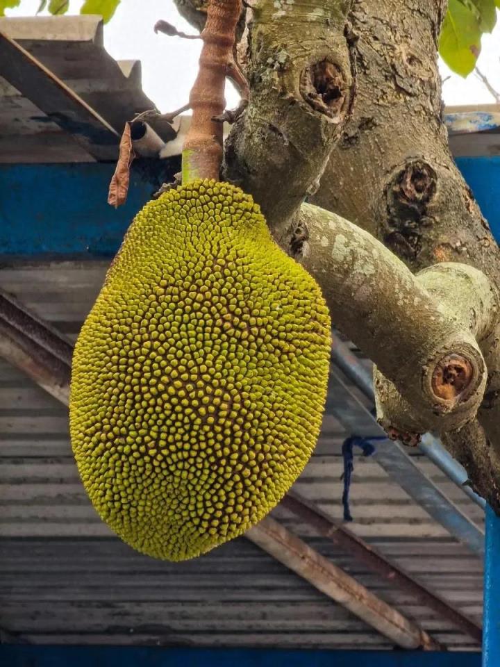 菠萝蜜是凉性还是热性呢！吃多了会上火吗？看医生的建议-趣考网